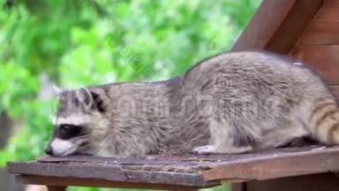 一只可爱的毛茸茸的浣熊在木屋里玩。 可爱的可爱的好奇的浣熊
